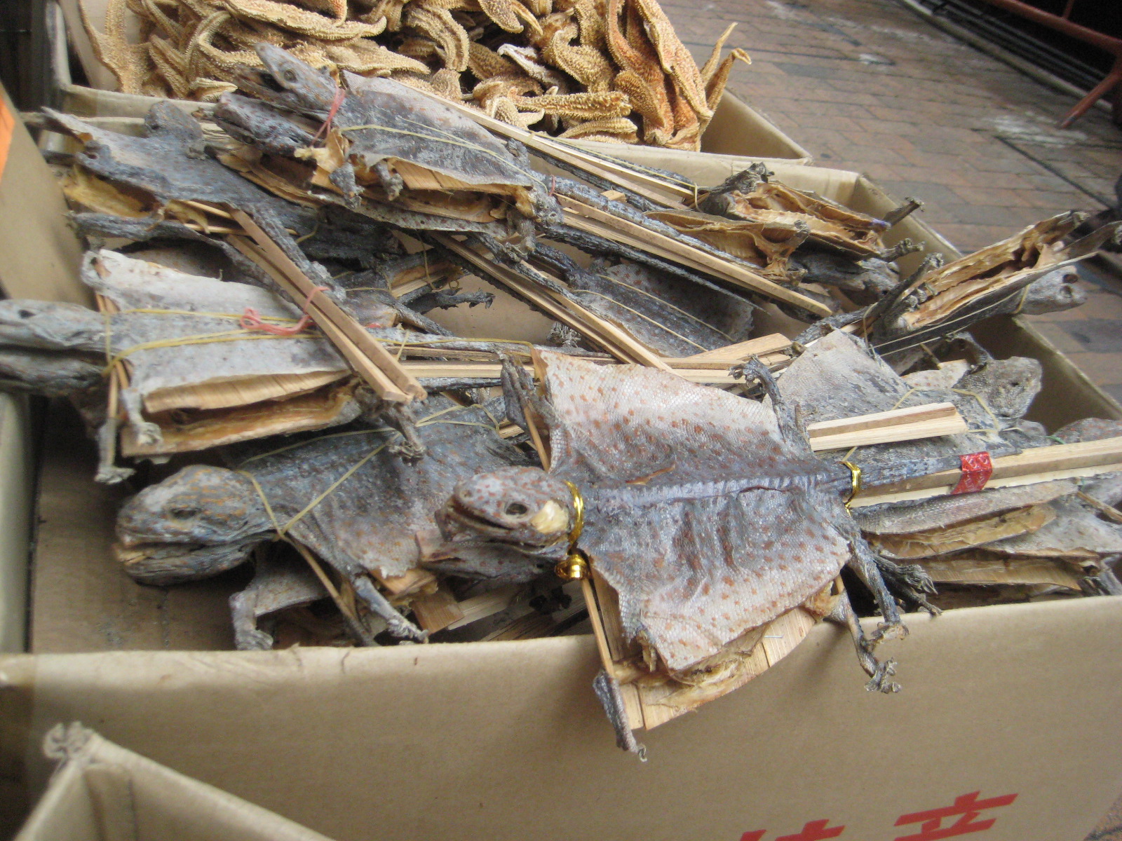 These_Dried_Lizards_Are_Used_for_Stew.JPG